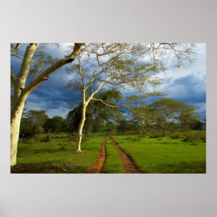 Fieberbaum (Acacia Xanthophloea) von Dirt Track Poster