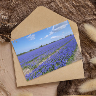 Field of Hyacinths Postkarte