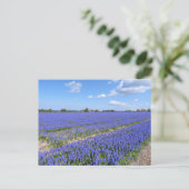 Field of Hyacinths Postkarte (Stehend Vorderseite)