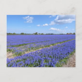 Field of Hyacinths Postkarte (Vorderseite)