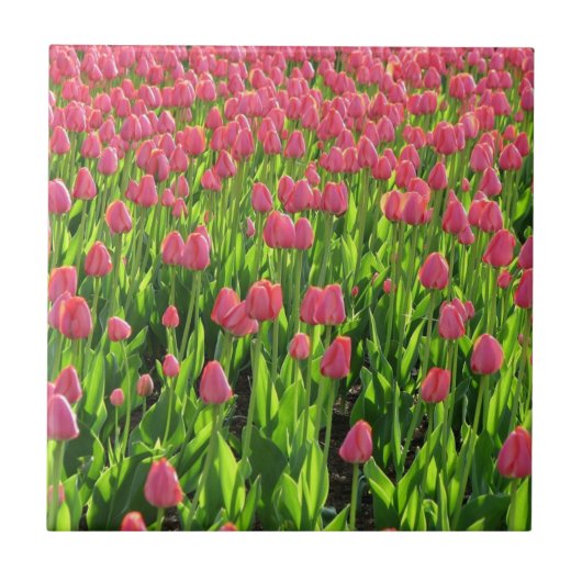 Field of Pink Tulips Fliese (Vorderseite)