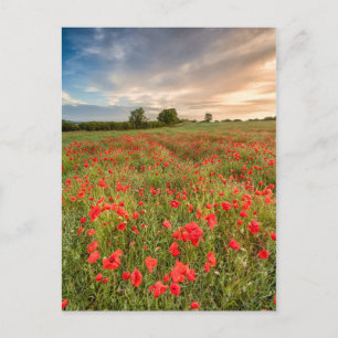 Field of Poppies Postkarte
