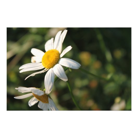 Field White Daisy Blume Fotodruck (Vorne)