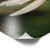 Field White Daisy Blume Fotodruck (Ecke)