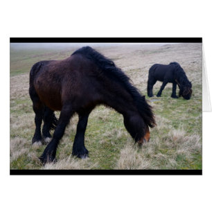 Fielen Ponys