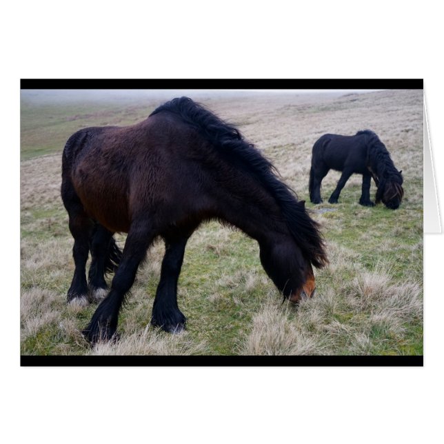 Fielen Ponys (Vorderseite (Horizontal))