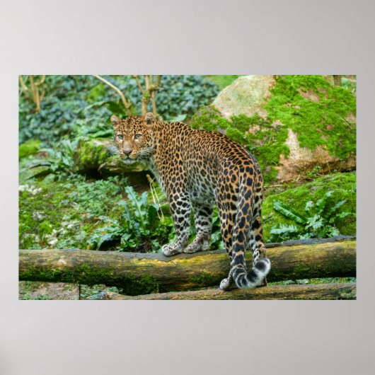 Fierce Elegance Jaguars Blick Poster (Vorne)