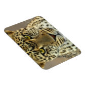 Fierce Leopard Magnet (Rechte Seite)