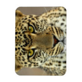 Fierce Leopard Magnet (Vertikal)