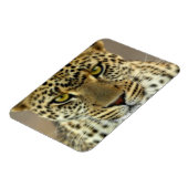 Fierce Leopard Magnet (Linke Seite)