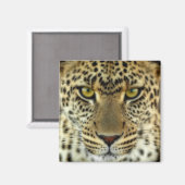 Fierce Leopard Magnet (Vorderseite/Rückseite)