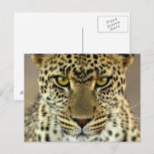 Fierce Leopard Postkarte (Vorne/Hinten)