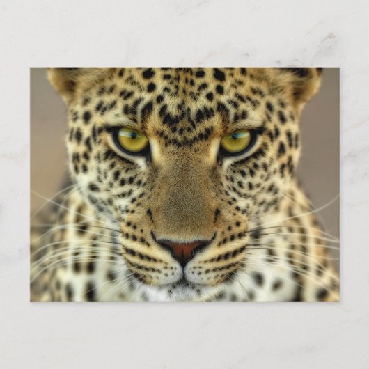 Fierce Leopard Postkarte (Vorderseite)