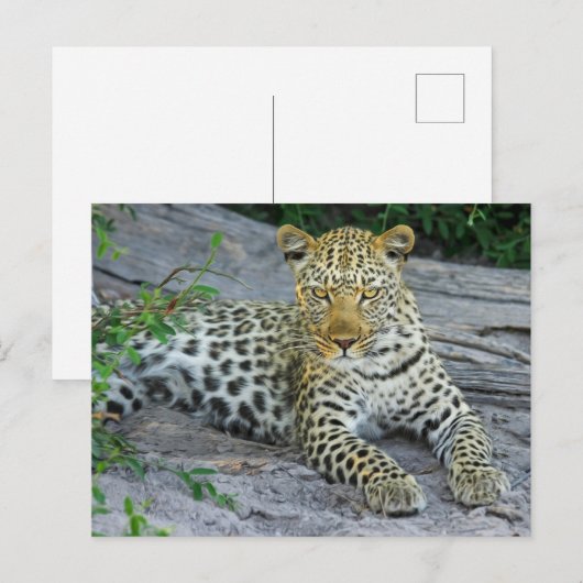 Fierce Leopard Stares Postkarte (Vorne/Hinten)