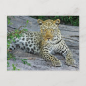 Fierce Leopard Stares Postkarte (Vorderseite)