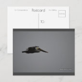 Fierce Pelican III | Blue Beach Song™ Postkarte (Vorne/Hinten)