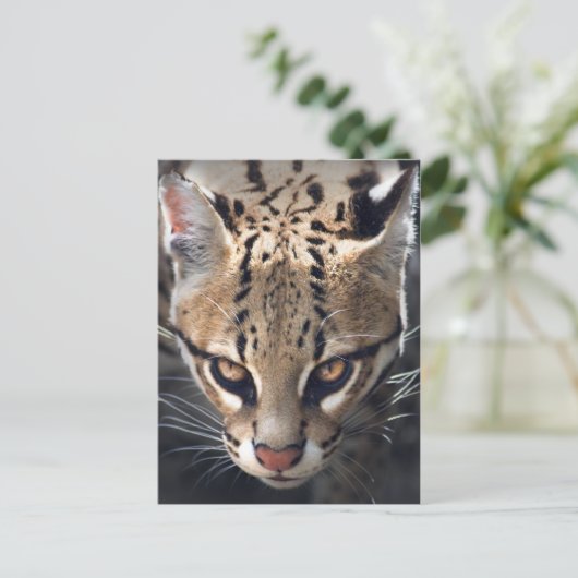 Fierce Postcard Postkarte (Stehend Vorderseite)