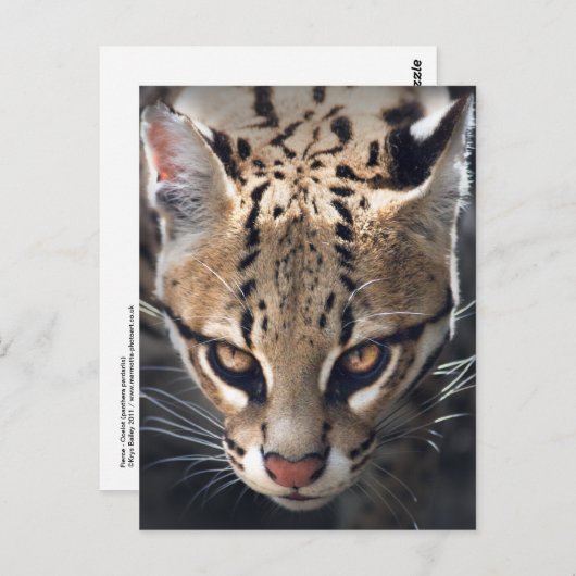 Fierce Postcard Postkarte (Vorne/Hinten)