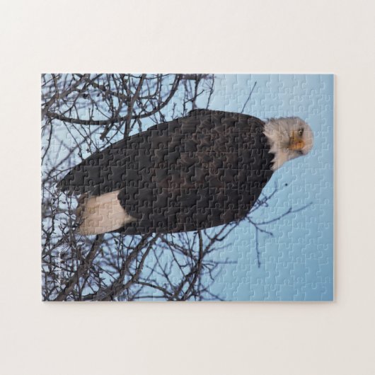 Fierce Stare of a Bald Eagle Puzzle (Horizontal)