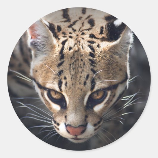 Fierce Sticker (Vorderseite)