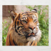 Fierce tiger bierflaschenetikett (Einzelnes Label)