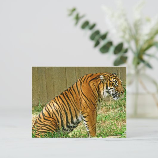 Fierce Tiger Postkarte (Stehend Vorderseite)