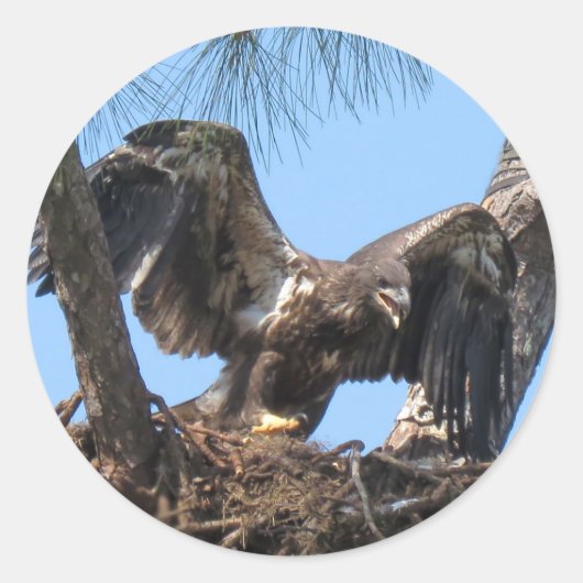 Fierce Young Eagle Stickers (Vorderseite)