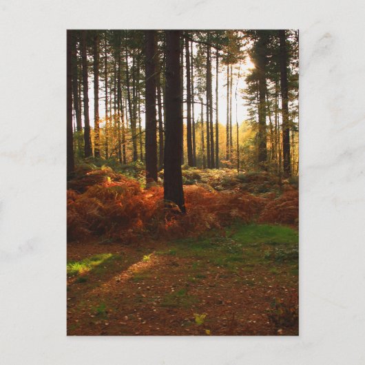 Fiery Bracken Postkarte (Vorderseite)