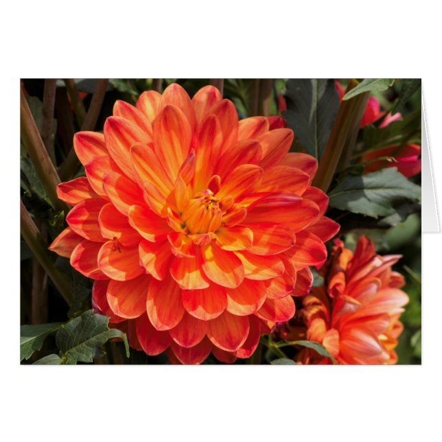 Fiery Dahlia (Vorderseite (Horizontal))