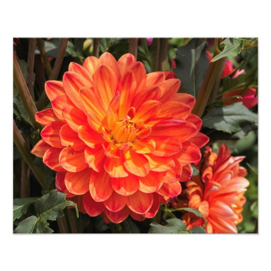 Fiery Dahlia Fotodruck (Vorne)