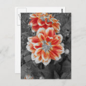 Fiery Dahlias Postkarte (Vorne/Hinten)