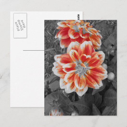 Fiery Dahlias Postkarte (Vorne/Hinten)