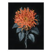 Fiery Elegance: Orange Chrysanthemum Fotodruck (Vorne)