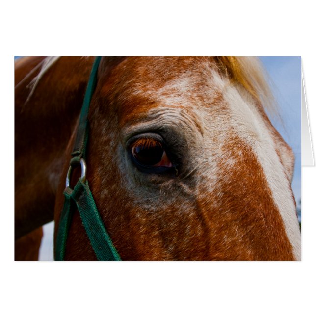 Fiery Eyes (Vorderseite (Horizontal))