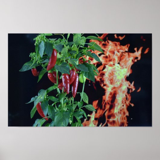 Fiery Hot Chili. Poster (Vorne)
