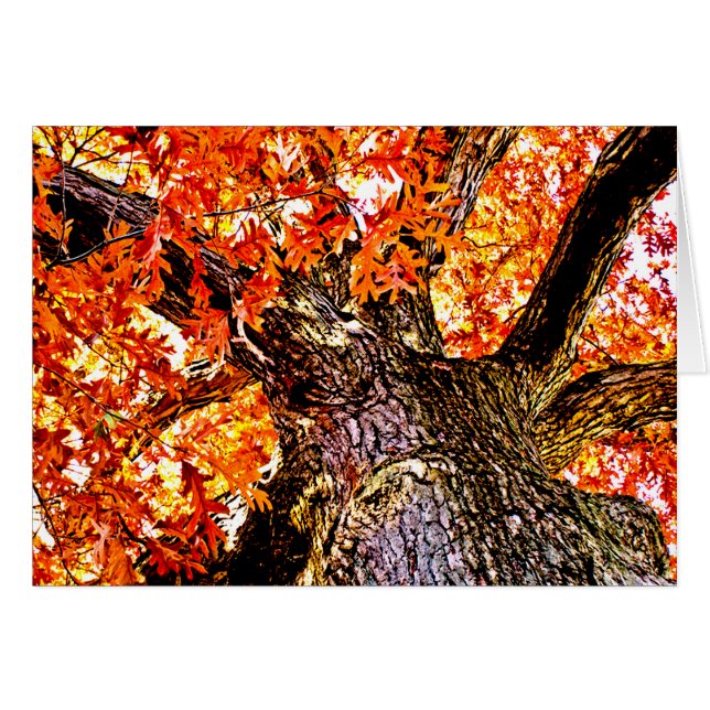 Fiery Oak (Vorderseite (Horizontal))