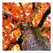 Fiery Oak Fotodruck (Vorne)