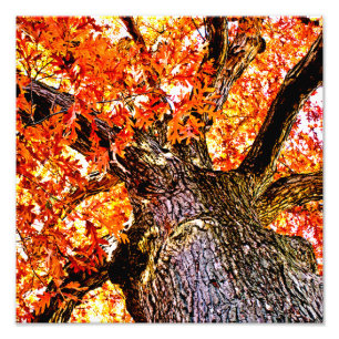 Fiery Oak Fotodruck