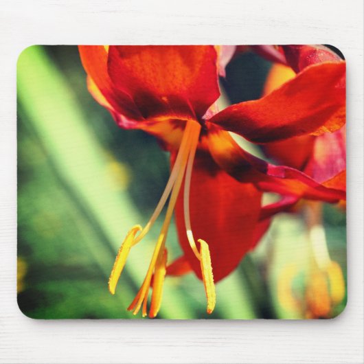 Fiery Orange Lily Blume Mousepad (Vorne)