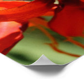 Fiery Orange Lily Blume Poster (Ecke)