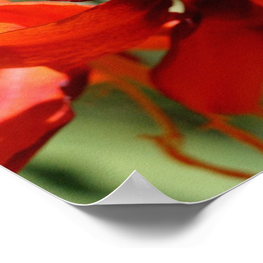 Fiery Orange Lily Blume Poster (Ecke)