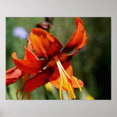 Fiery Orange Lily Blume Poster (Vorne)