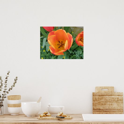 Fiery Orange Tulip Print Poster (Küche)