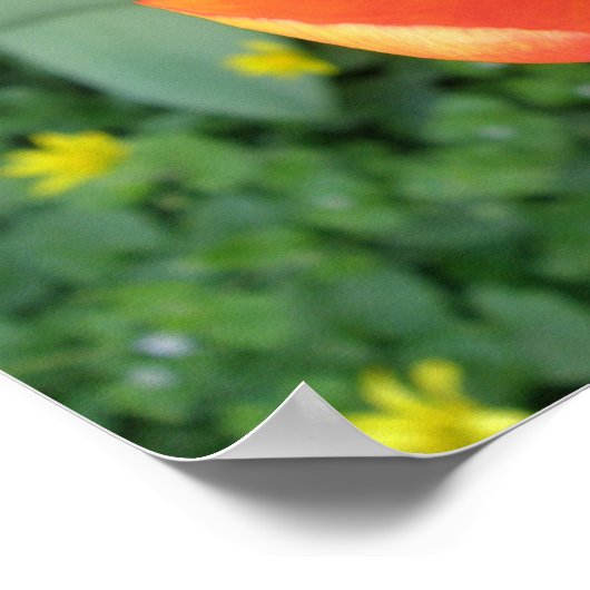 Fiery Orange Tulip Print Poster (Ecke)