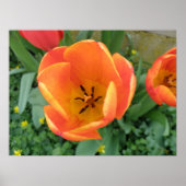 Fiery Orange Tulip Print Poster (Vorne)
