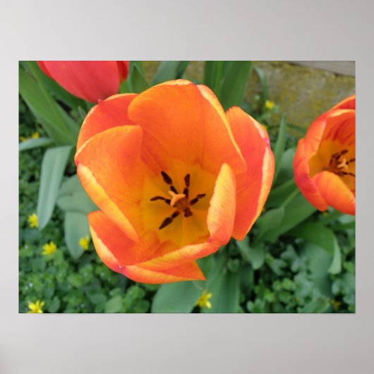 Fiery Orange Tulip Print Poster (Vorne)