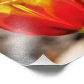 Fiery Orange Yellow Tulip Blume Nah 8x8 Fotodruck (Ecke)