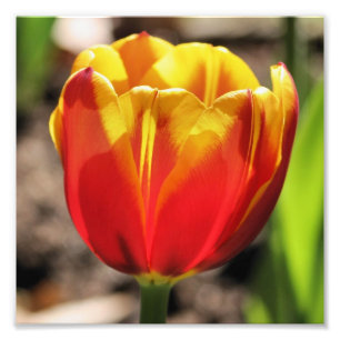 Fiery Orange Yellow Tulip Blume Nah 8x8 Fotodruck