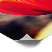 Fiery Orange Yellow Tulip Blume Nah Up Poster (Ecke)