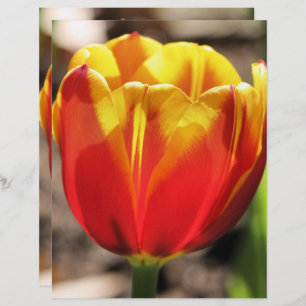 Fiery Orange Yellow Tulip Blume Scrapbook Paper